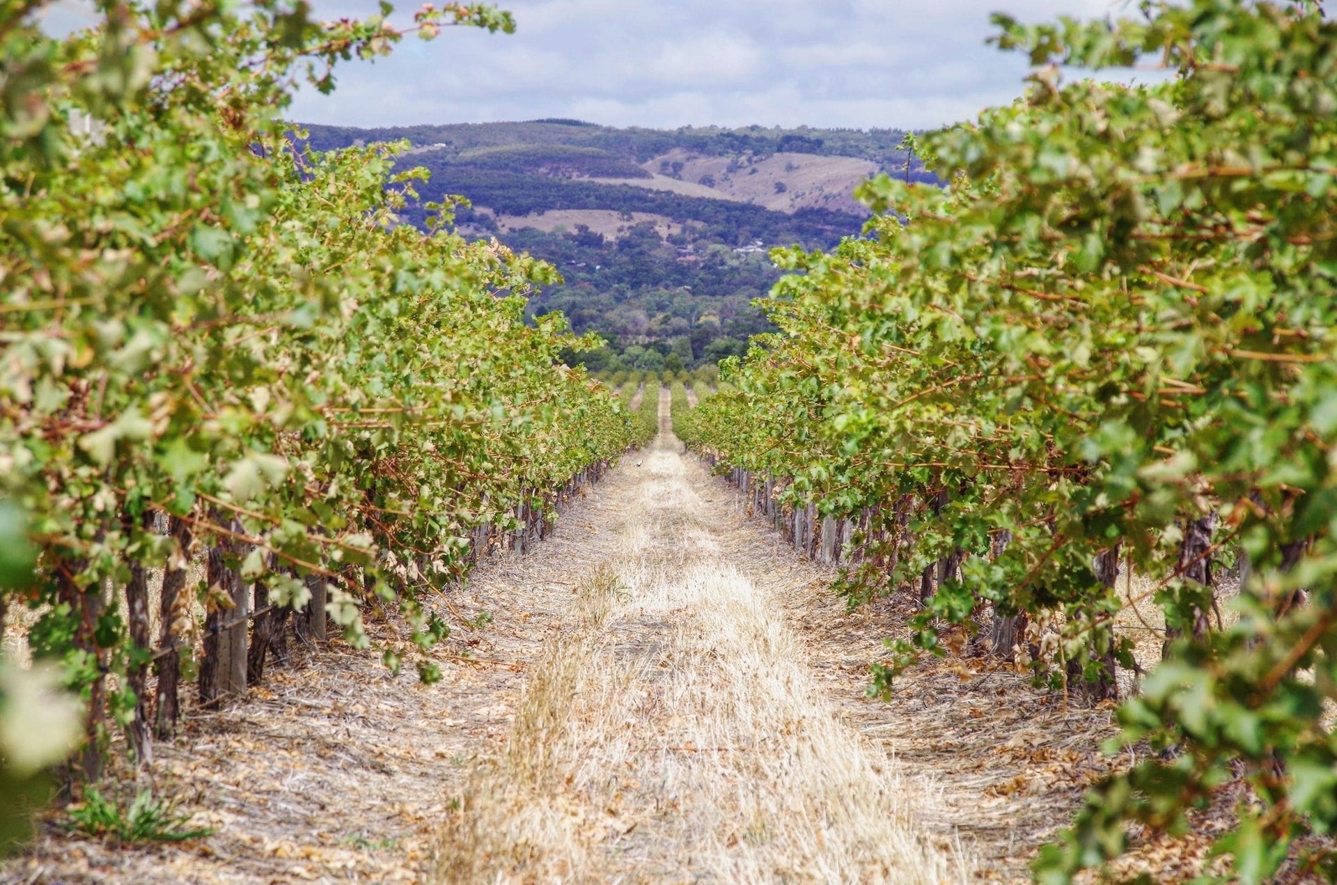 4 Reasons Why You Should Visit the McLaren Vale - Secret Bottle